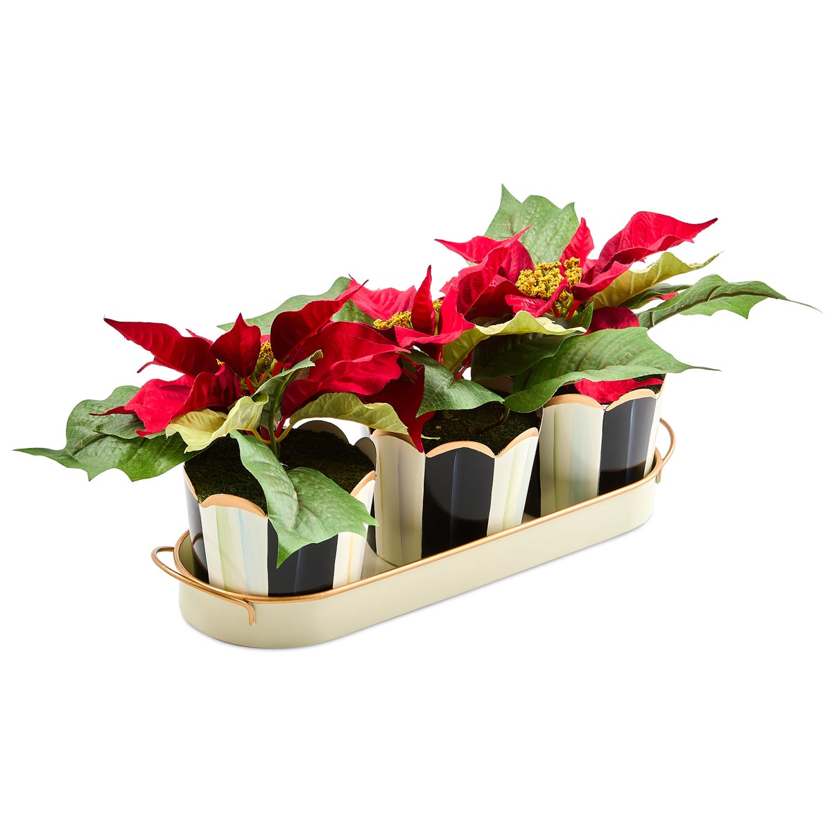 Courtly Stripe Poinsettia Triple Potted Blooms - Image 5