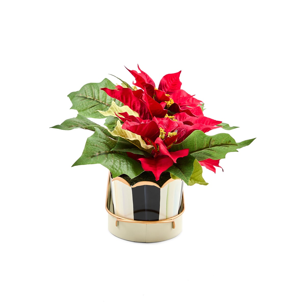 Courtly Stripe Poinsettia Triple Potted Blooms - Image 6